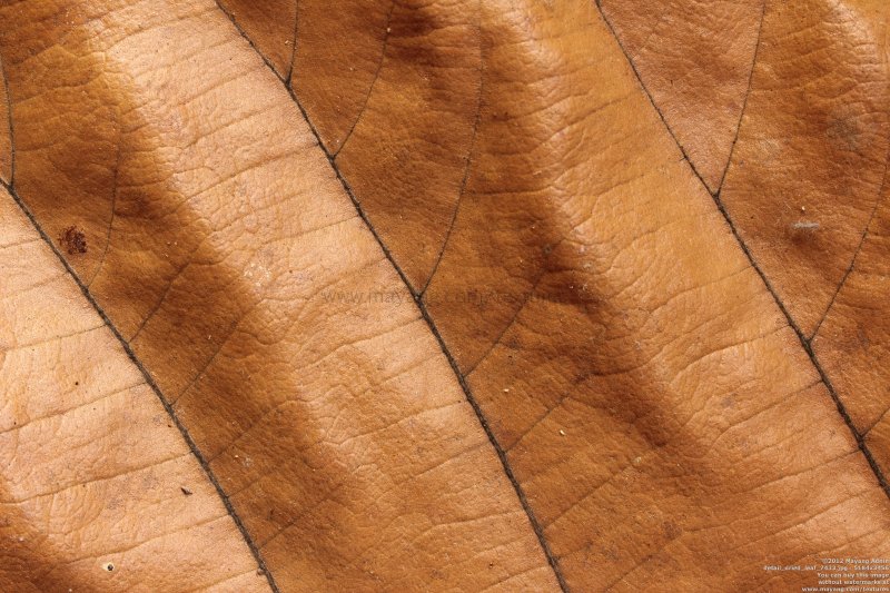 Текстура листа