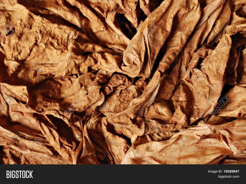 Лист табака текстура