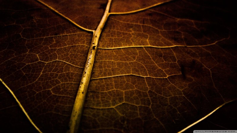 Листья на темном фоне