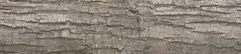 Текстура коры дерева