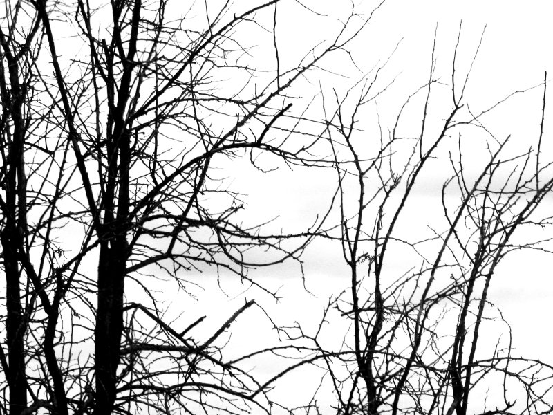 Текстура ветки