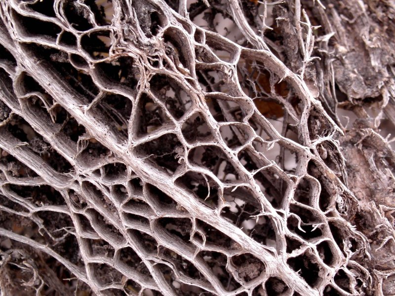 Текстура органики