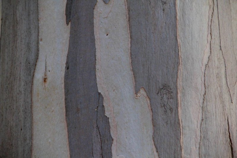Шпон Wood Eucalyptus
