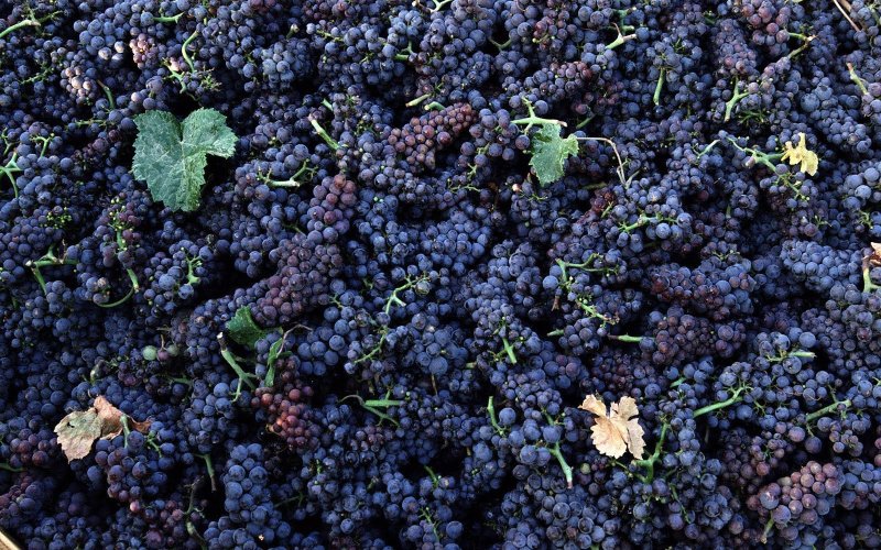 Маковей виноград