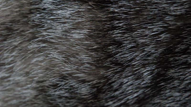 Кошачья шерсть