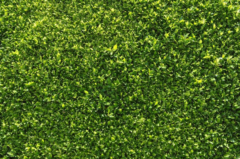 Самшит текстура