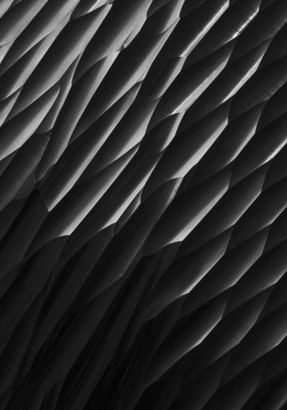 Текстура органики