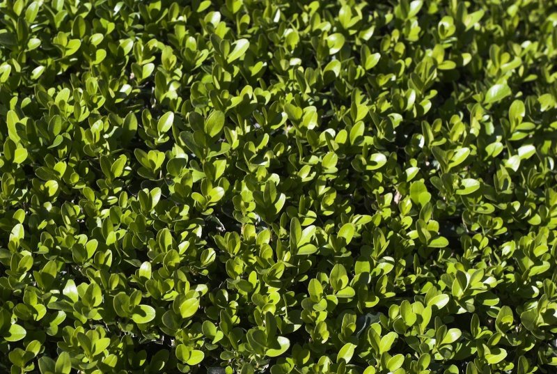 Самшит Буксус