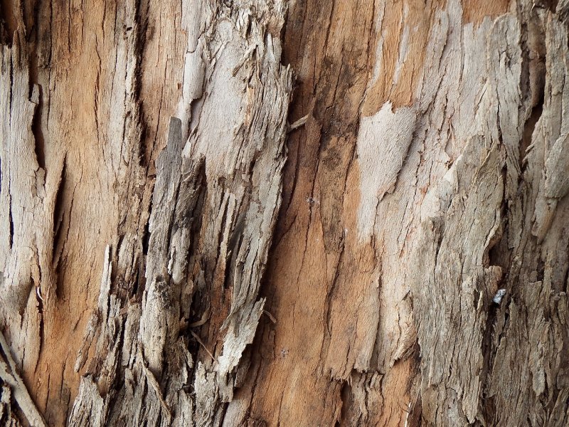 Шпон эвкалипт мореный