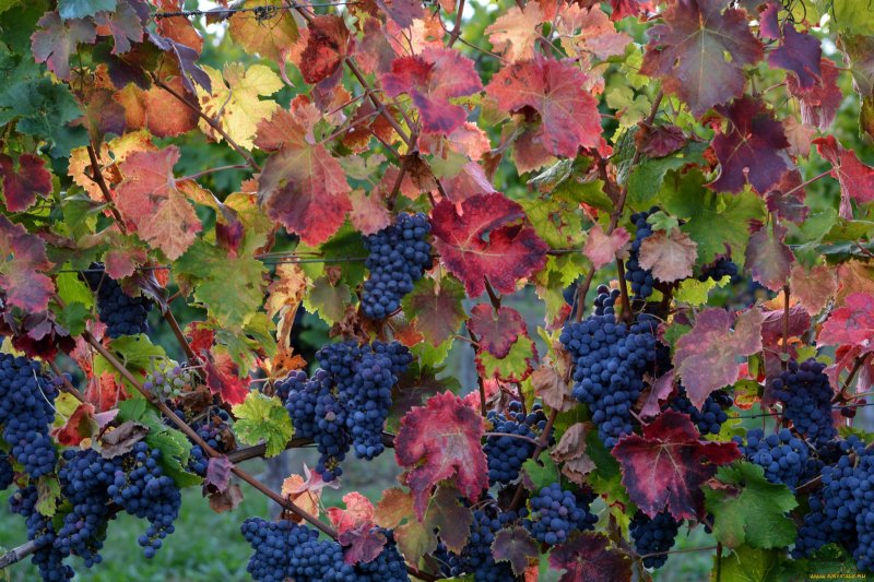 Лоза винограда