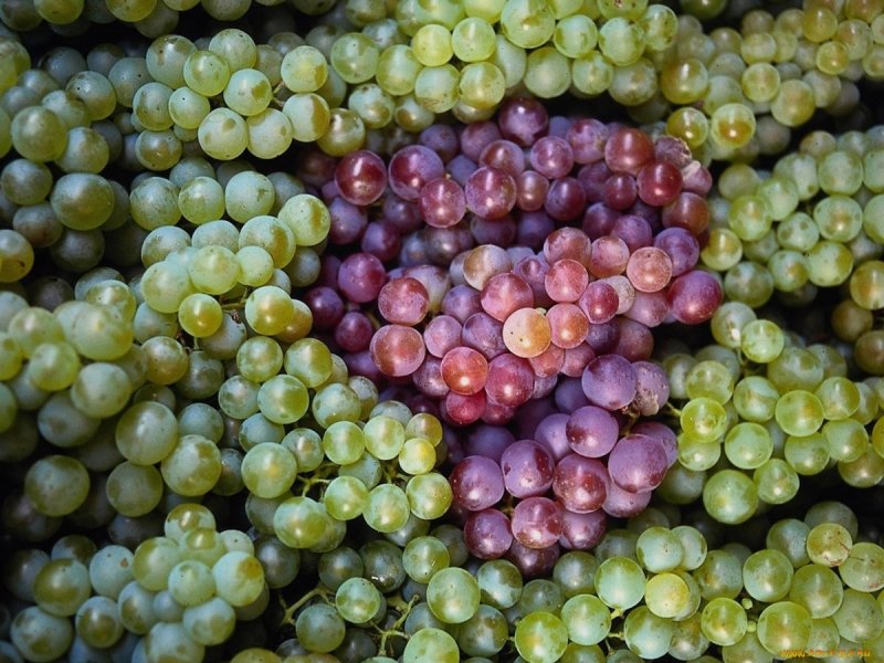 Виноград картинки красивые