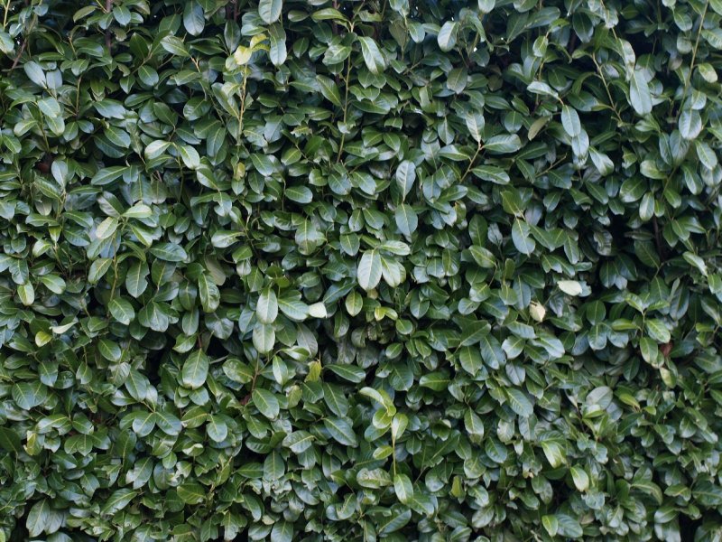 Кизильник блестящий листва