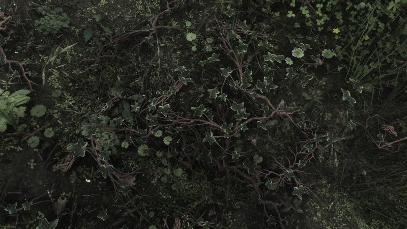 Темные кусты