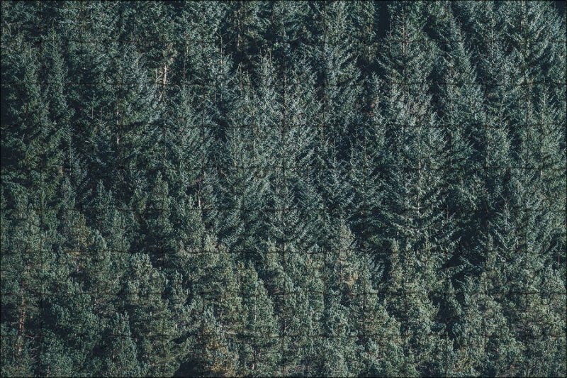 Хвоя текстура