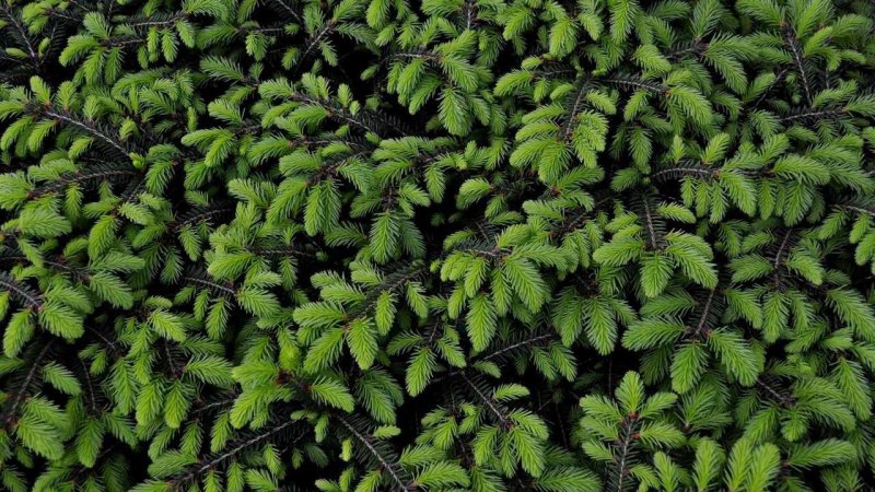 Хвойный лапник сосны