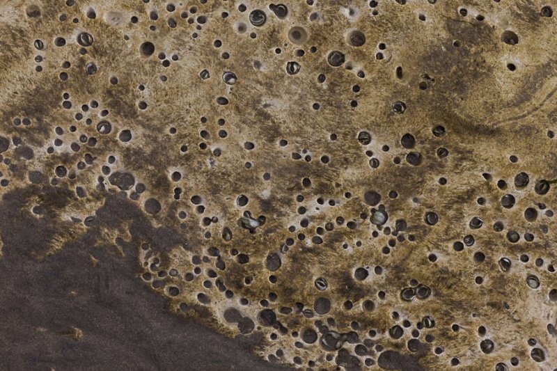 Текстура органика