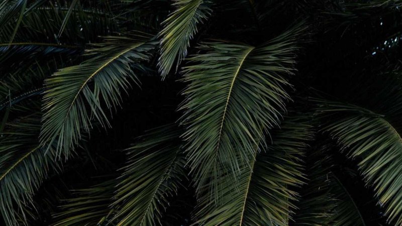 Лист пальмы