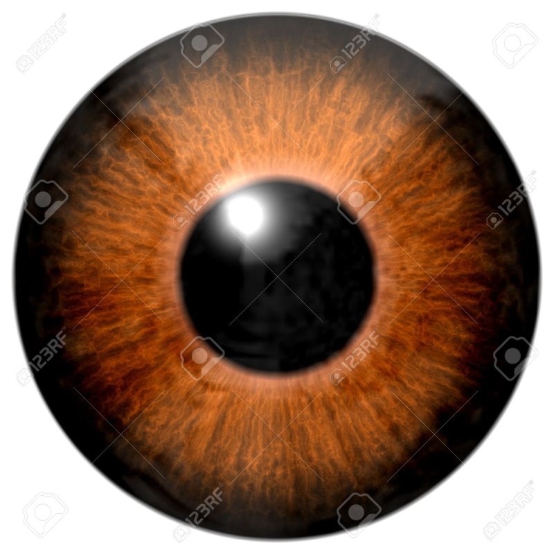 Радужка карих глаз