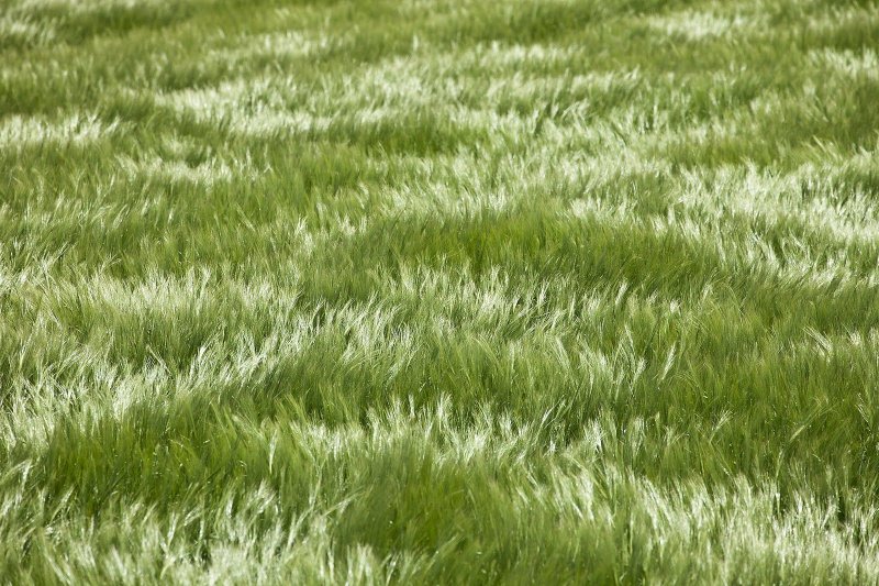 Текстура травы