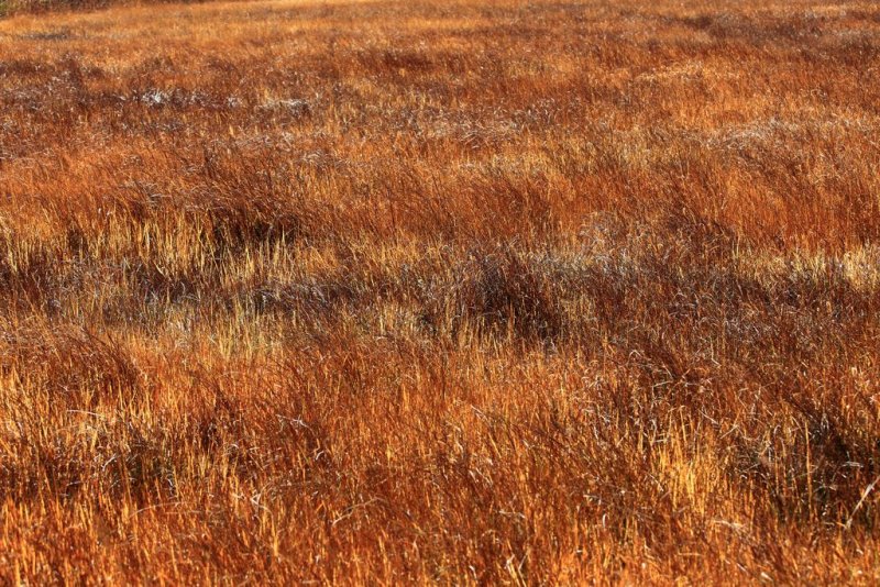Жухлая трава