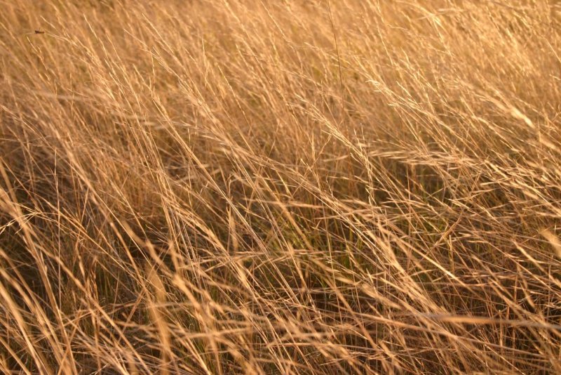 Сухая трава