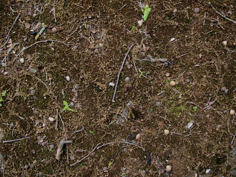 Лесная почва текстура