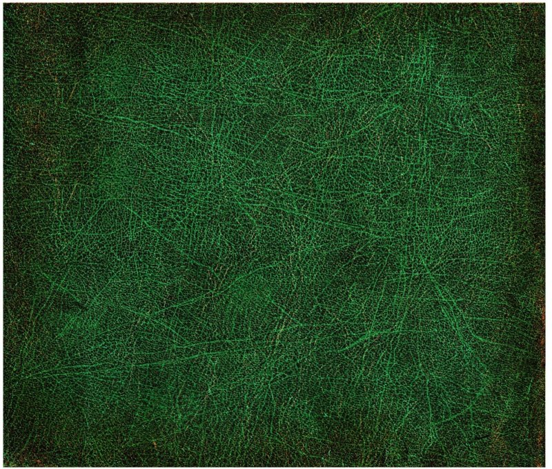 Фактура зеленой кожи