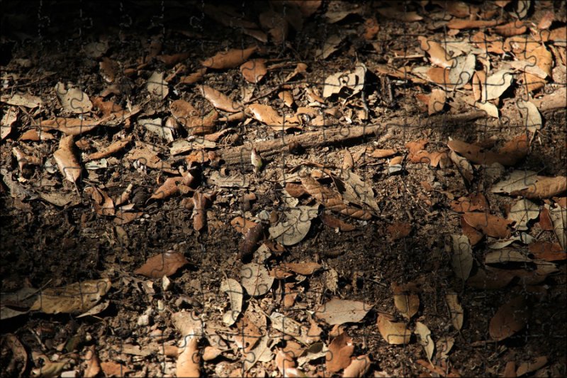 Текстура земли в лесу