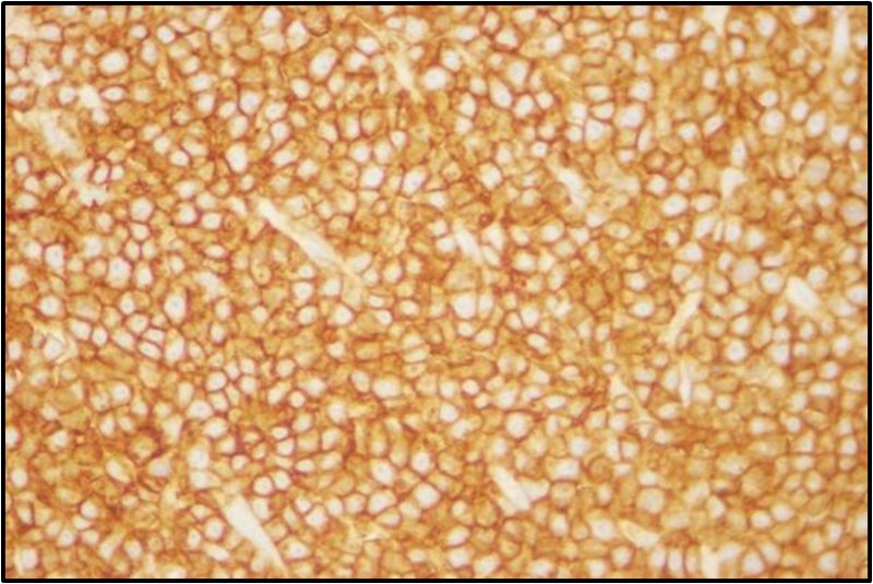 Блинчик текстура