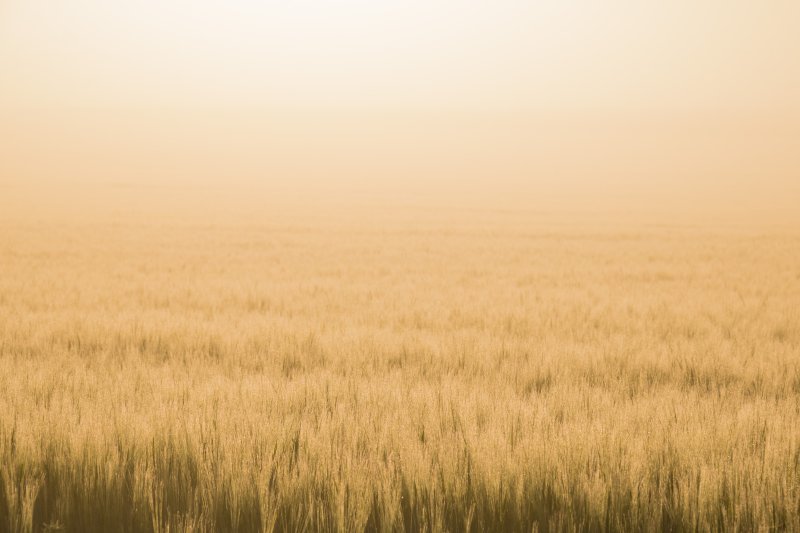Бежевое поле