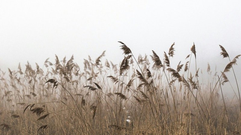 Сухая трава