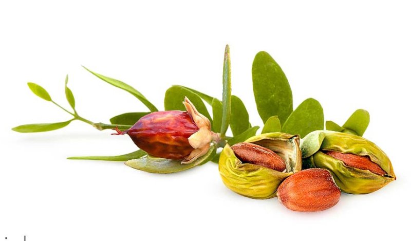 Жожоба Голден