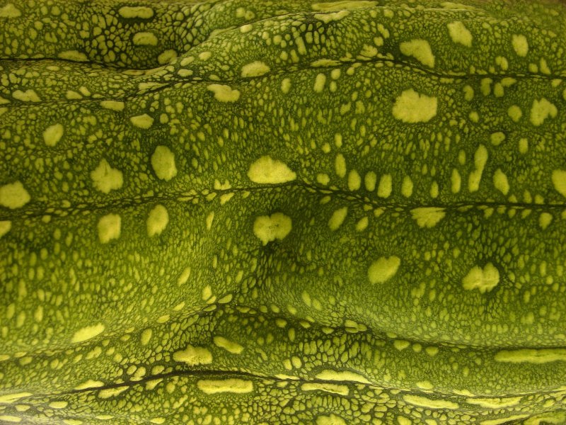 Лягушачья кожа