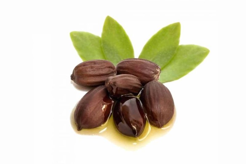 Жожоба плоды