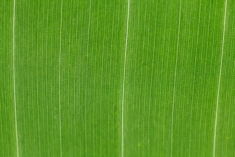 Текстура листа