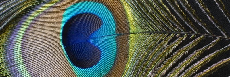 Перо павлина