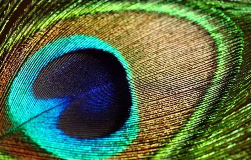 Перо павлина