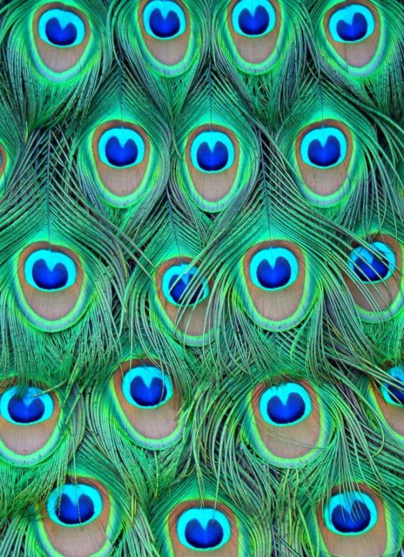 Павлиний Плюмаж