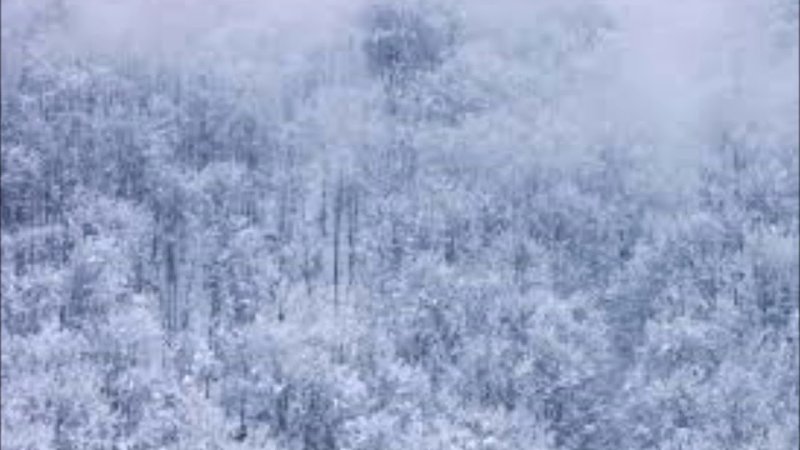 Фактура зимнего леса