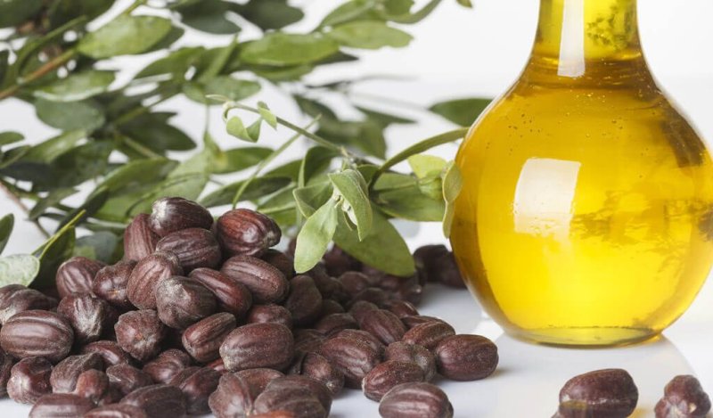 Жожоба плоды