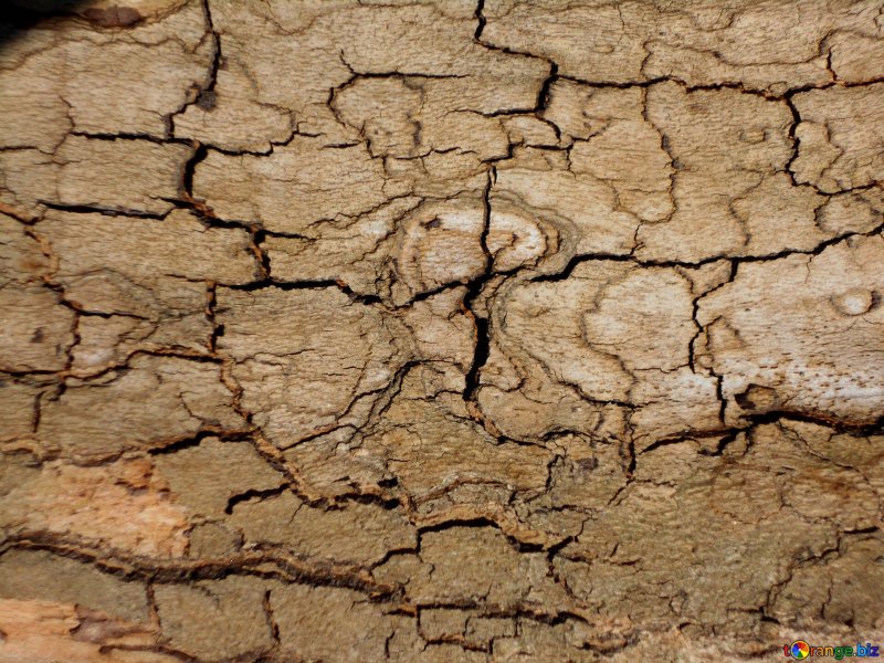 Потрескавшаяся земля