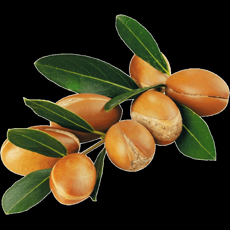 Аргановое масло дерево