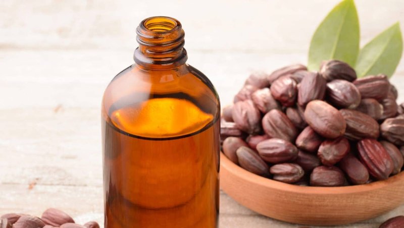 Жожоба картинки