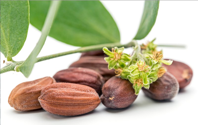 Жожоба цветы