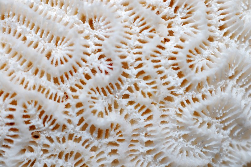 Кораллы фактура