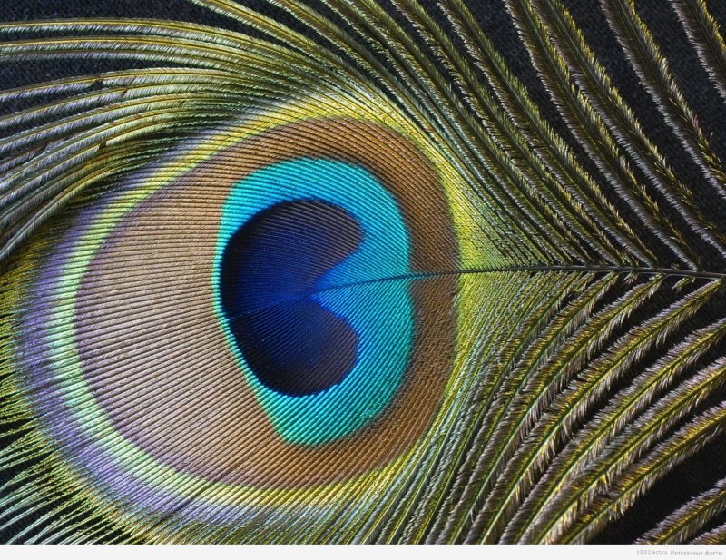 "Павлинье перо" лабрадорит