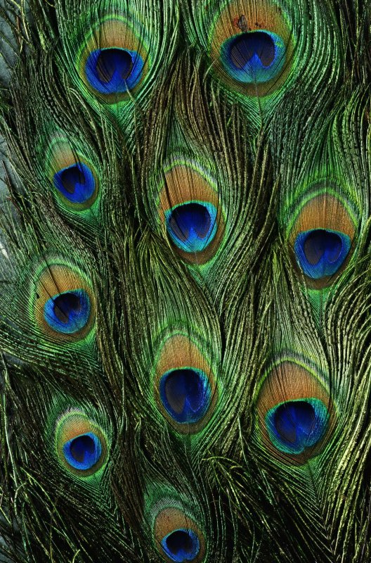 Перо павлина