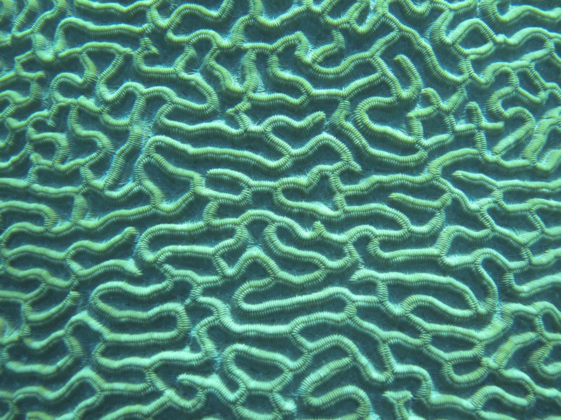 Фактура кораллов