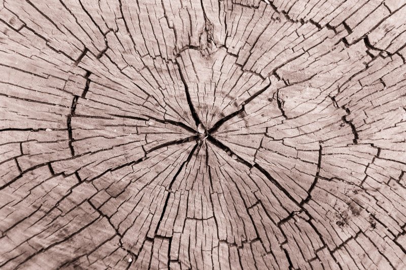 Срез дерева