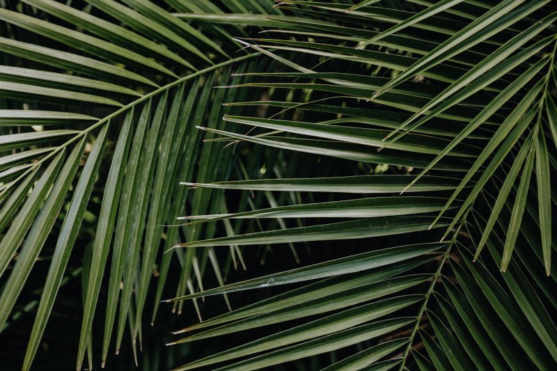 Финиковая Пальма